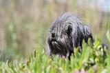 PETIT CHIEN LION 086